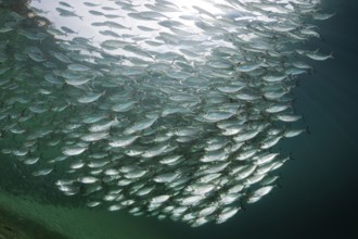 Shoal of yellow-striped herring mackerel in the lagoon of Ahe Island, Selaroides leptolepis,