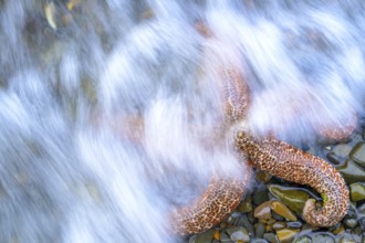 A starfish (Echinodermata spec.) is washed by flowing water on wet stones, Hoonah, Alaska, USA,