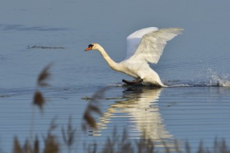 Mute Swan in territory battle in spring, Mute Swan during the breeding season