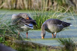 Greylag in the morning sun in a lake. Greylag goose in spring during mating