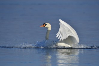 Mute swan landing