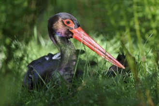 Black stork looking for food