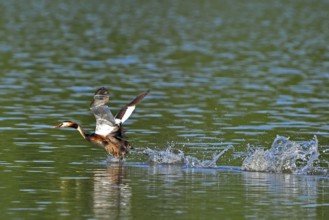 Great crested grebe, Great crested grebe, Podiceps cristatus, Grebe, Europe, Europe, Germany,