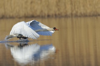 Mute swan, Cygnus olor, Mute swan