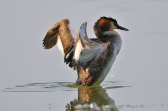 Great crested grebe, Podiceps cristatus, Great crested grebe, Europe, Europe, Germany, Germany,