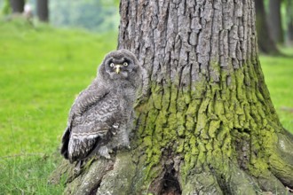 Young great grey owl explores its environment