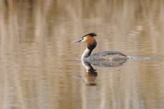 Great crested grebe, Great crested grebe, Podiceps cristatus, Grebe, Europe, Europe, Germany,