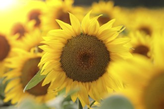 Sunflower, Helianthus annuus in the field at sunset