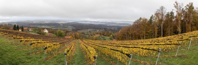 Morning atmosphere at the vineyard, fog drifts over the wooded hilly landscape in the valley,
