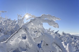 Winter landscape with hoarfrost, Hornisgrinde, Central Black Forest nature park Park, Ortenaukreis,