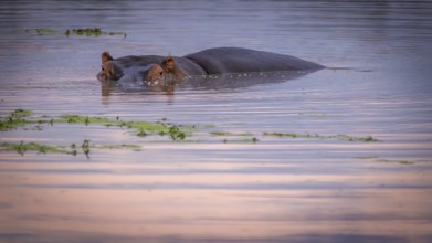 Hippopotamus (Hippopotamus amphibius), lying in waterhole, Manyeleti Game Reserve South Africa