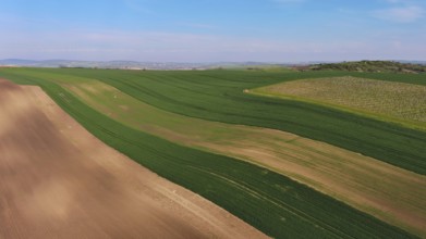 Aerial view of amazing green wavy hills with agricultural fields and vineyards in spring. South