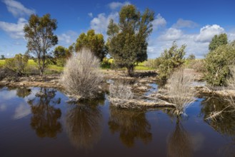 Landscape with wetland in the outback, Western Australia, Australia, Oceania