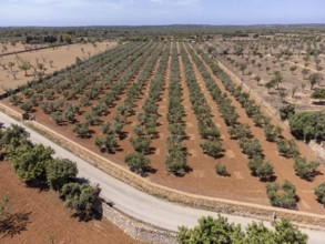 Olive grove on the way to L'Àguila, Llucmajor, Mallorca, Spain, Europe