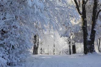 A bright sunny winter morning in the Tatras. Forest and road in the snow