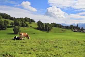 Pastorale in Provence, France. Green meadow with lush grass and grazing cows