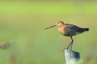 Black-tailed godwit in agriculture land at Dutch wadden island Terschelling