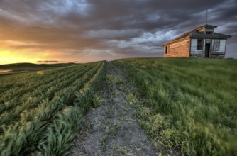 Sunset nad durum wheat crop storm clouds