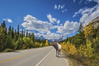 Rocky Mountains, Canada. Along the road is a magnificent deer with big horns
