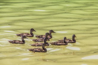 Mallards (Anas platyrhynchos) swimming in formation