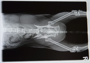 X-ray from dog in negative
