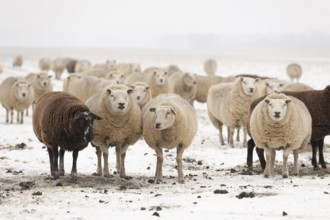 Flock white and black sheep in the snow