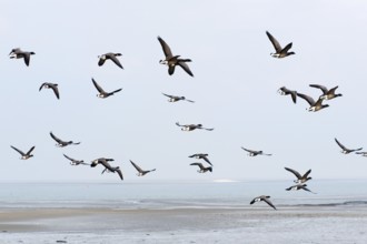 Swarm brent gooses flying above the Dutch wadden sea