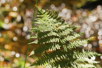 Fern leaf in autumn forest