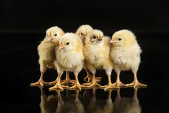 Little yellow chicken on a black studio background