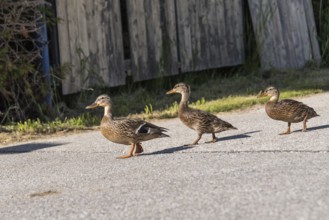 Wild ducks on the road - female mallard ducks with young ducks