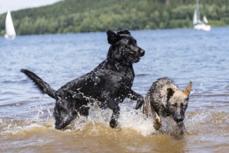 Dogs playing in the lake and having fun in the water - playing dogs