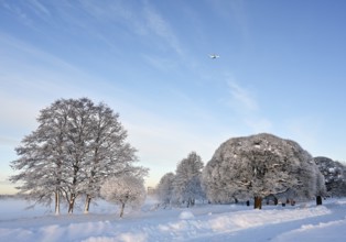 Beautiful winter landscape in the park on a sunny day, airplane in the blue sky, trees and bushes