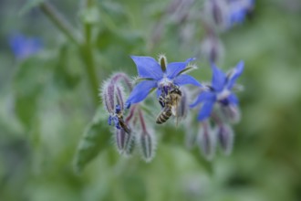 Borage (Borago officinalis), cucumber herb, salad, spice, spice plant, medicinal plant, herbal
