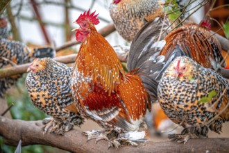 Group of cockerels (Gallus gallus domesticus) with live plumage on a tree branch, Eisenberg,