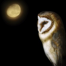 Common barn owl (Tyto alba), the most widely distributed species of owl in the world Demene,