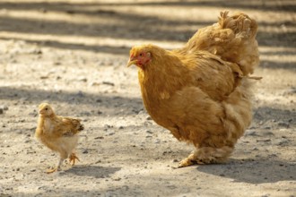 Hen and chicks looking for food
