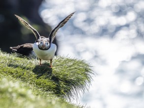 Puffin (Fratercula arctica) on a rocky cliff, Heimaey Island, Westman Islands, Iceland, Europe