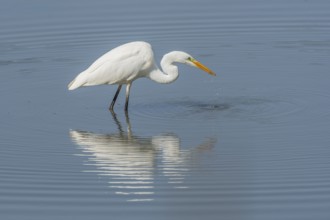 Great egret (Ardea alba) searching for fish. Bas Rhin, Alsace, France, Europe