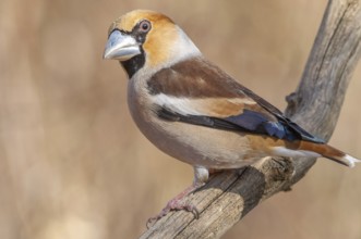 Hawfinch (Coccothraustes coccothraustes) perched on a branch in the forest in winter. Bas-Rhin,