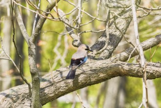 Eurasian Jay Perched on the Tree Varna, Bulgaria, Europe