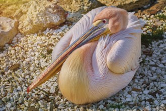 Great White Pelican (Pelecanus Onocrotalus) Resting on the Ground Varna, Bulgaria, Europe