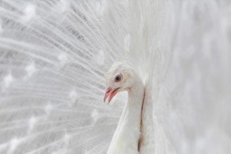 Portrait Of White Peacock During Courtship Display Varna, Bulgaria, Europe