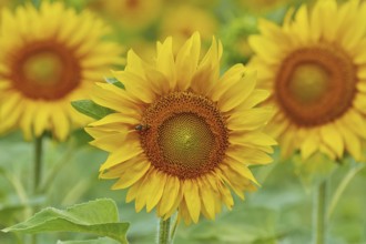 Blooming Sunflower with Bee on It Bulgaria