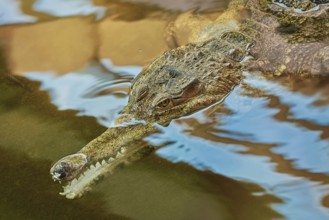 Portrait of Gavial or Fish-eating Crocodile (Gavialis Gangeticus) Nyiregyhaza, Hungary, Europe