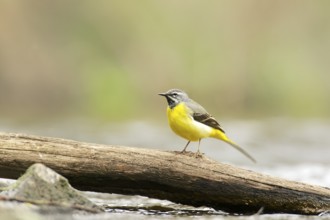Male grey wagtail on a tree branch. Male Grey Wagtail on a tree stump