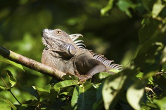 Green Iguana (Iguana iguana), Tortuguero National Park, Costa Rica, Central America