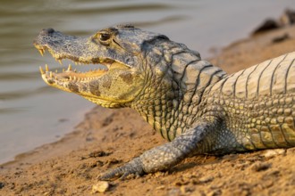 Caiman (Caimaninae), Alligator (Alligatoridae), Crocodile (Crocodylia), animal portrait, side view,