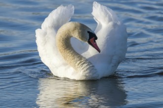 Male Mute Swan Swimming