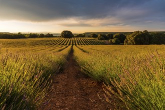 Lavender fields with golden light. Summer sunset landscape in Brihuega, Guadalajara