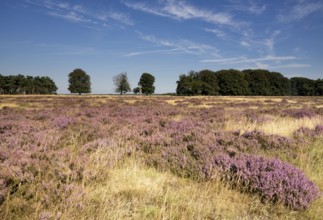 Flowering heathland in the Dutch national park de Hoge Veluwe